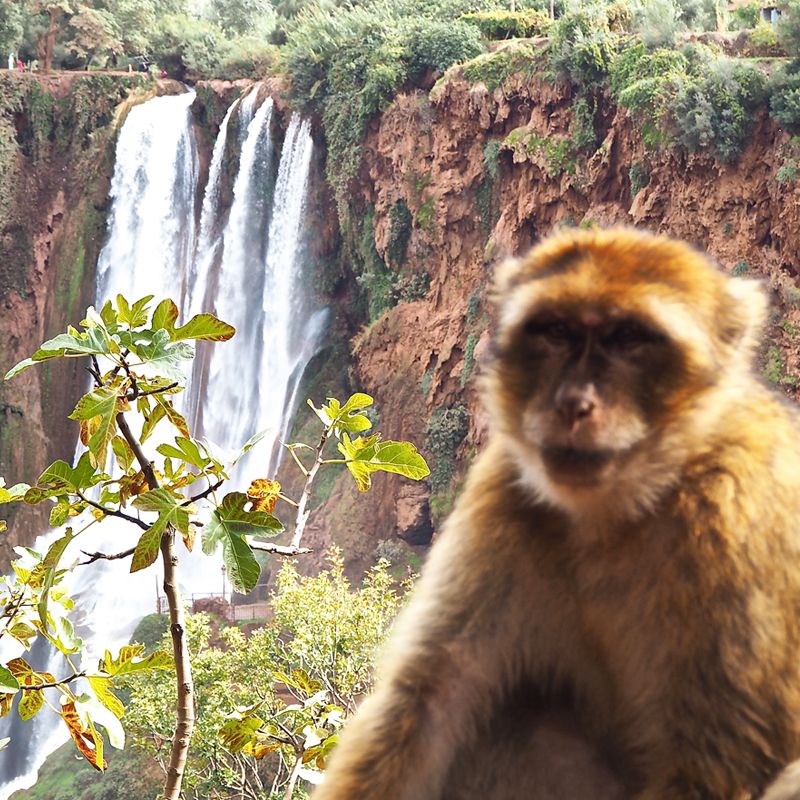 Naturaleza Salvaje THE BEST MOROCCO
